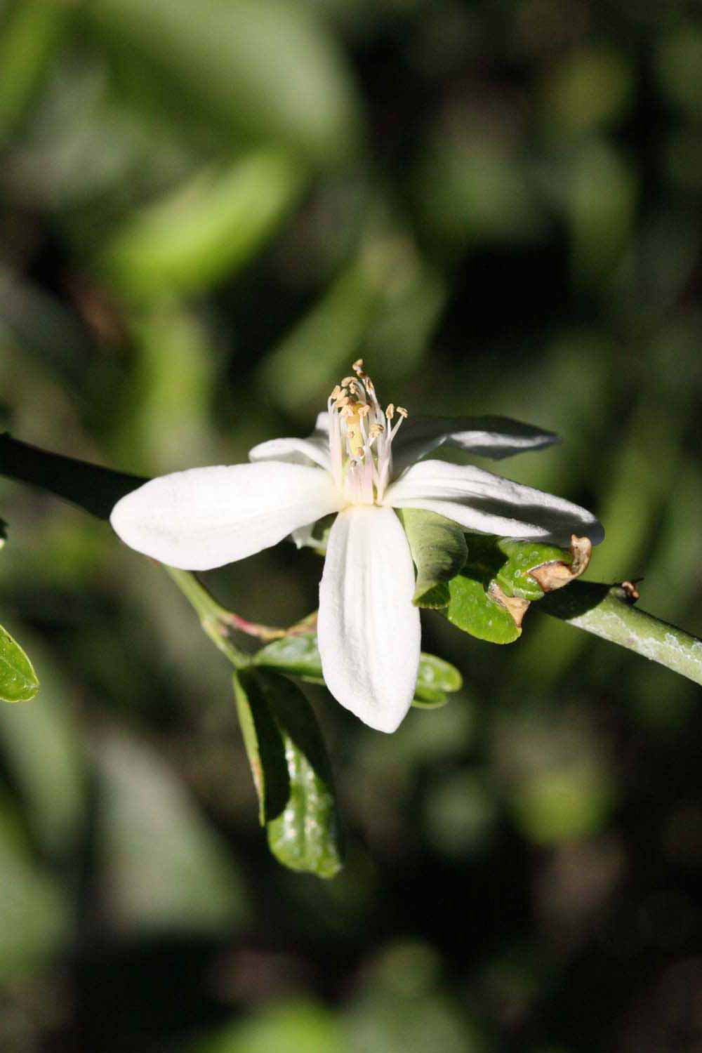              Flower (Riverside, CA)       